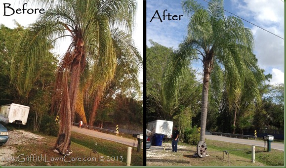 PamTree Trimming Bonita Springs