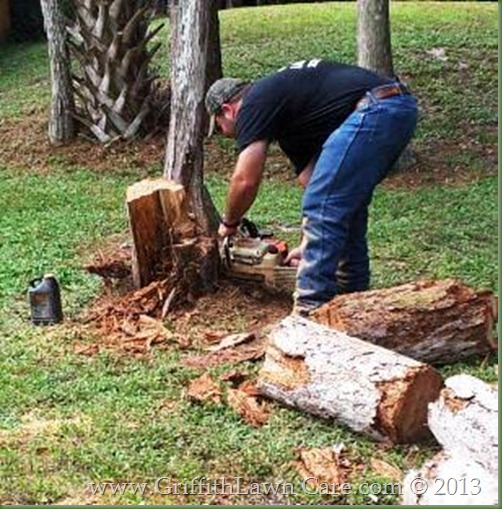 Tree Removal Bonita Springs