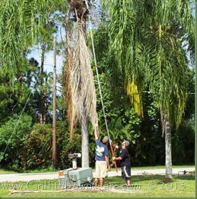 Tree Trimming Bonita Springs